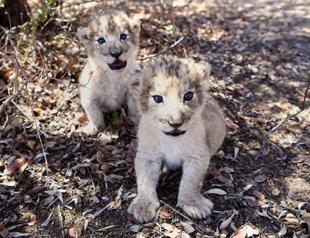 African lion cubs conceived artificially in world first