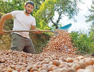 Turkey exports over 25,000 tons hazelnut in September