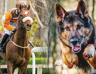 Oct 4 should be declared official holiday for animals: Turkish veterinary association