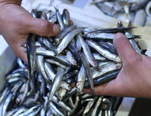 Turkey exports 177 tons of European anchovy hamsi to 11 countries