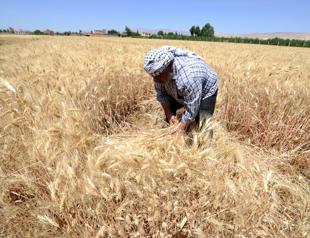 War and drought produce Syria’s smallest wheat crop in 30 years: UN