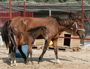 Horse reunites with foal in western Turkey