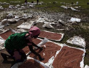 Counting the beans: The true cost of a plate of food around the world - Analysis
