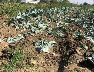 Man fined 5,000 liras for irrigating farm with sewage