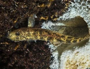 New fish species found in Turkeys Lake Van