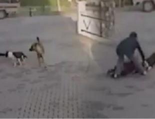 Pitbull brutally attacks schoolgirl, mother in Turkey’s Kırşehir