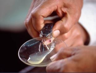 Gendarmerie units seize large amount of cobra venom in Erzurum