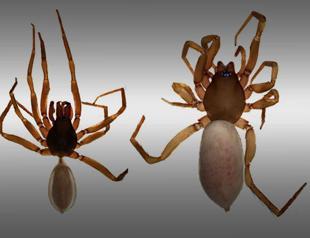 Turkish scientists discover new spider species in Northern Cyprus