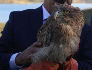 Rare owl released into wild after nine-month treatment in Turkey’s south