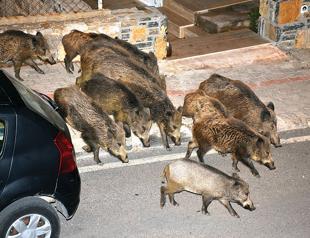 Wild boars live with Bodrum residents