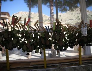 ‘Black roses’ are becoming more well-known