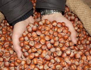 Turkish hazelnut sector eyes new target markets