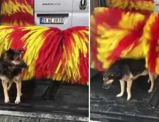 Stray dog Linda comes to same car wash for touch-free brushing in Turkey’s west