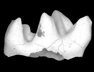 Fossil found in Turkey reveals 20 mln-year-old predator