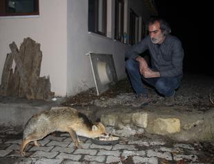 Hungry fox comes to Tunceli tourist facility everyday