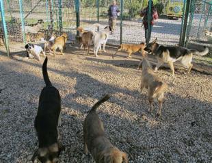 Animal abuser in Turkeys Muğla sentenced to work at animal shelter