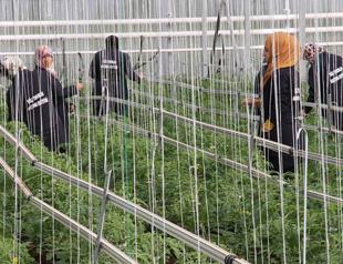 Syrian refugees harvest greenhouse vegetables in Turkey’s Osmaniye