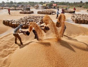 World food prices fall in Nov to lowest in more than 2 years