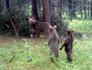 Cameras reveal three trees bears rub against in Turkey’s Kars
