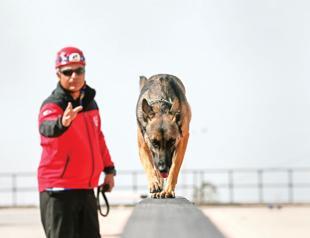 Dogs trained to save lives