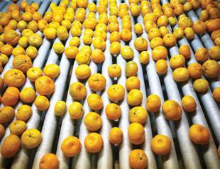 Turkish citrus exports on rise with increasing quality