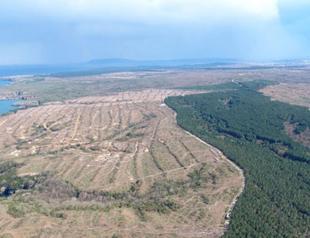 Trees cut down for ‘industrial use,’ not for Sinop nuclear power plant: Minister