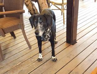 Media workers bid farewell to dog ‘Topie’