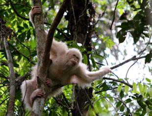 Rare albino orangutan released back into the wild