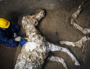 Harnessed horse unearthed in ancient stable near Pompeii