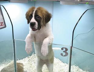 Turkeys main opposition CHP calls on Erdoğan to take immediate action on animal rights