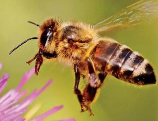 Turkish ministry bans three pesticides to save bees