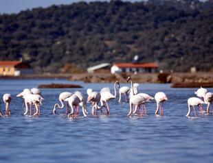 Tuzla Wetland home to migratory birds
