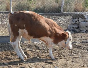Farm official raising money for three-legged calf