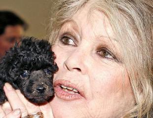 Brigitte Bardot seeks Christmas miracle for animals