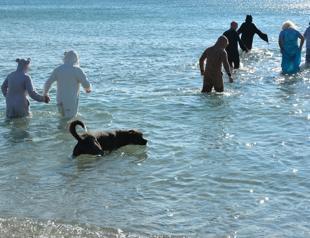 Turkish, British expat animal lovers help stray cats, dogs