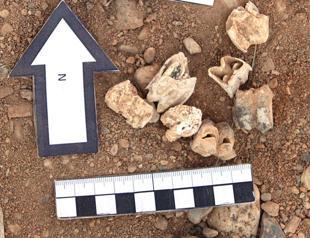 Treasure trove of prehistoric fossils unearthed
