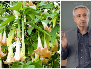 Missing Turkish professor found dead in Colombia in suspected case of devils breath