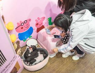 China to mark Year of the Pig with Peppa Pig movie