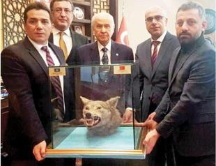 Turkey’s nationalist leader gets wolf head as birthday present
