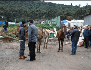 Nine horses dead after fire erupts on Istanbul’s Büyükada
