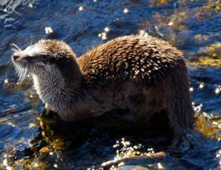 Turkish court rules against hydroelectric dam to protect sea otters, chamois