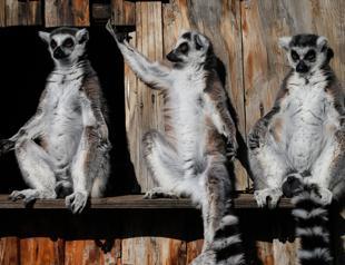 Winter menu for tropical animals