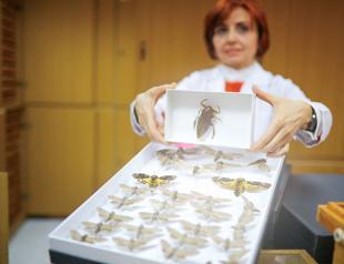Ankara museum home to 60,000 insects