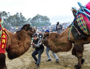 Into the arena for camel wrestling in Turkey
