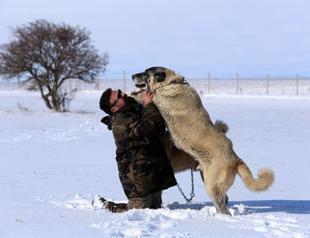 Works on animal rights bill by Turkish MPs slowed down