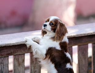 Abandoning pets will be punished: Minister