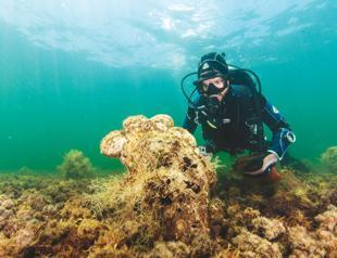 Tiny killer threatens giant clam, aquatic emblem of the Mediterranean