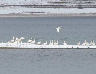 Noble visitors of Van Lake