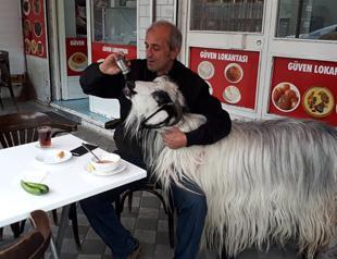 Goat attacked by dog during breakfast at Istanbul cafe