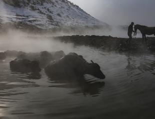 Buffaloes love hot springs in eastern Turkey